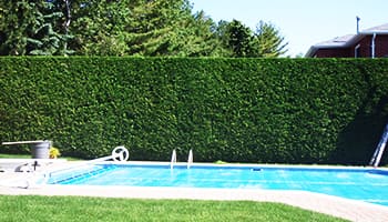 Richmond Hill shrub and hedges Dave Lund Tree Service and Forestry