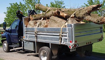The Best Methods for Tree Stump Removal