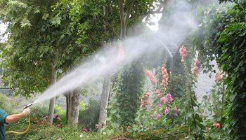 markham tree spraying Dave Lund Tree Service and Forestry