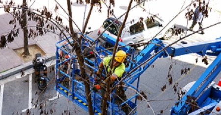 Steps on how to Revive a Dying Tree