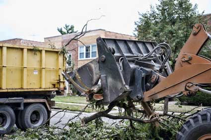 Why Trees are removed?