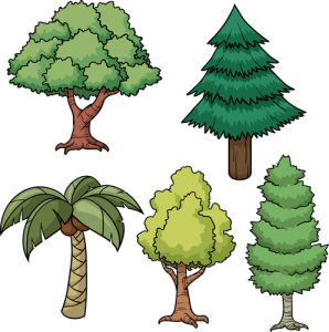 Stages of a Tree’s Life