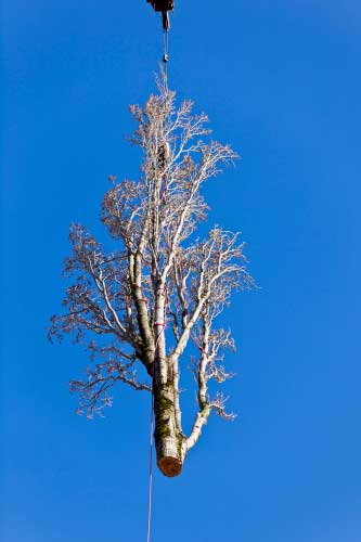 Use Experts When Removing Trees