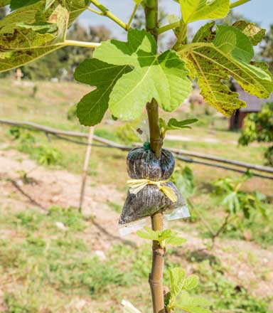 Fig-tastic! How to Grow Fig Trees In Canada