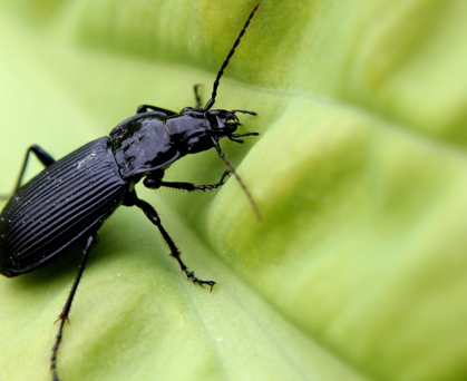 How to Find and Cure Dutch Elm Tree Disease