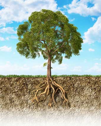 Tree Health: The Root of the Issue