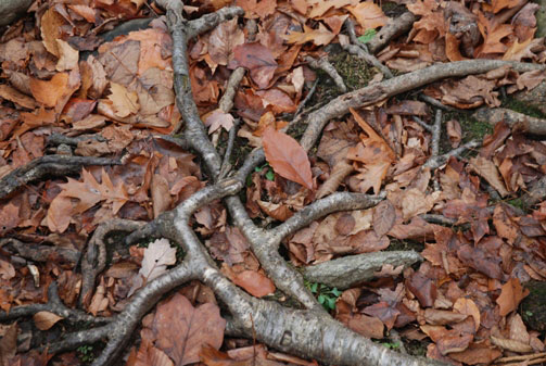 Tree Health: The Root of the Issue