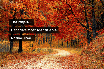 How to Identify Three of Canada’s Most Iconic, Native Trees