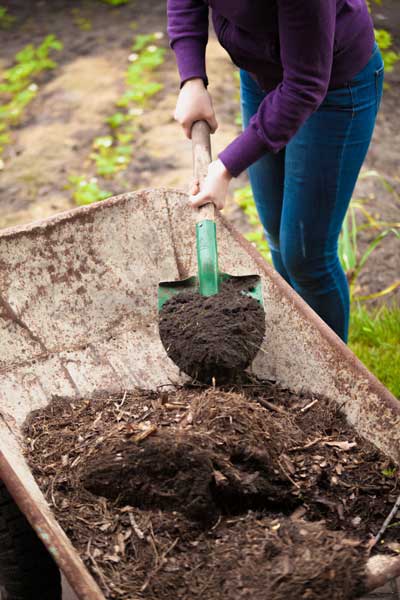 How to Grow a Tree from Seed
