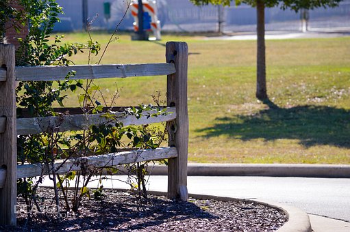 Is Spring a Good Time to Plant Trees