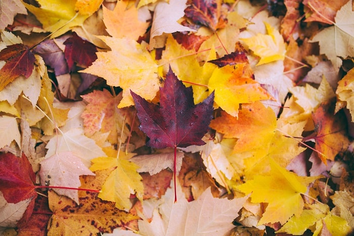 Tips to Rake Leaves This Fall Toronto and the GTA
