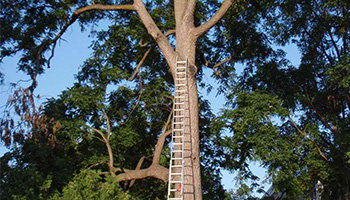 Newmarket tree pruning ladder - Dave Lund Tree Service