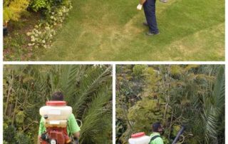 Proper Ways of Spraying Trees