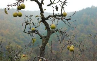 Steps on how to Revive a Dying Tree