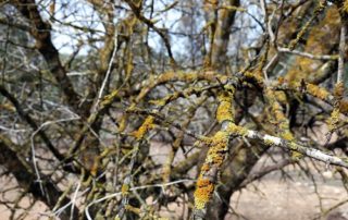 Alarming Signs that led to Dying Trees