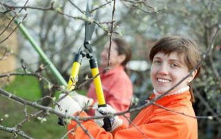 5 Tips for Improving Fruit Production by Pruning Trees
