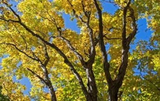 How to Keep a Tree Healthy All Year
