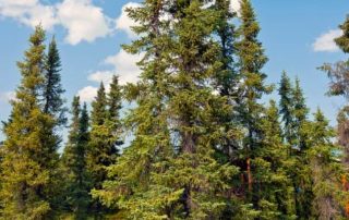 Ontario's most common tree: Black Spruce