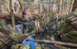 Discovering Decay in Trees