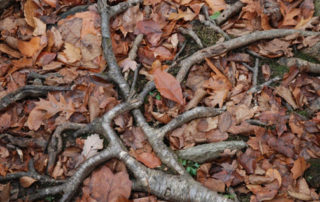 Tree Health: The Root of the Issue