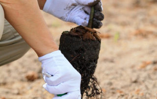 Where to Plant a Tree on Your Property