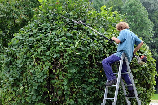 Secrets to Keep Hedges in Top Shape
