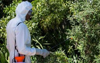 Advantages of Tree Spraying