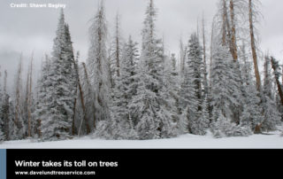 winter takes its toll on trees