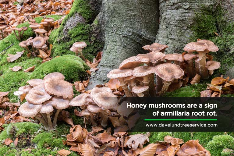 Honey mushrooms are a sign of armillaria root rot.