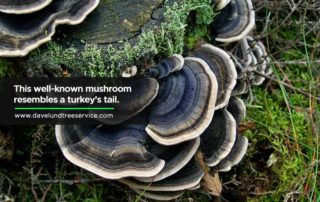 This well-known mushroom resembles a turkey’s tail.