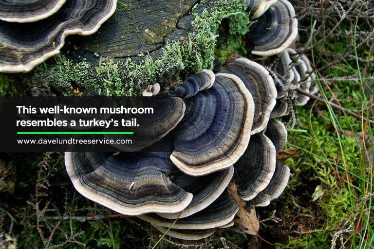 This well-known mushroom resembles a turkey’s tail.