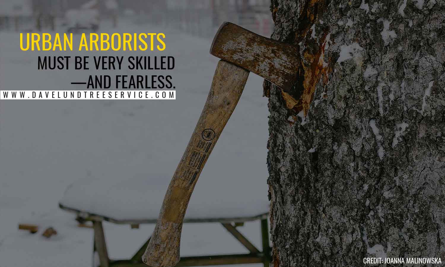 The Facts About Arborist Safety Training - Dave Lund Tree Service and ...