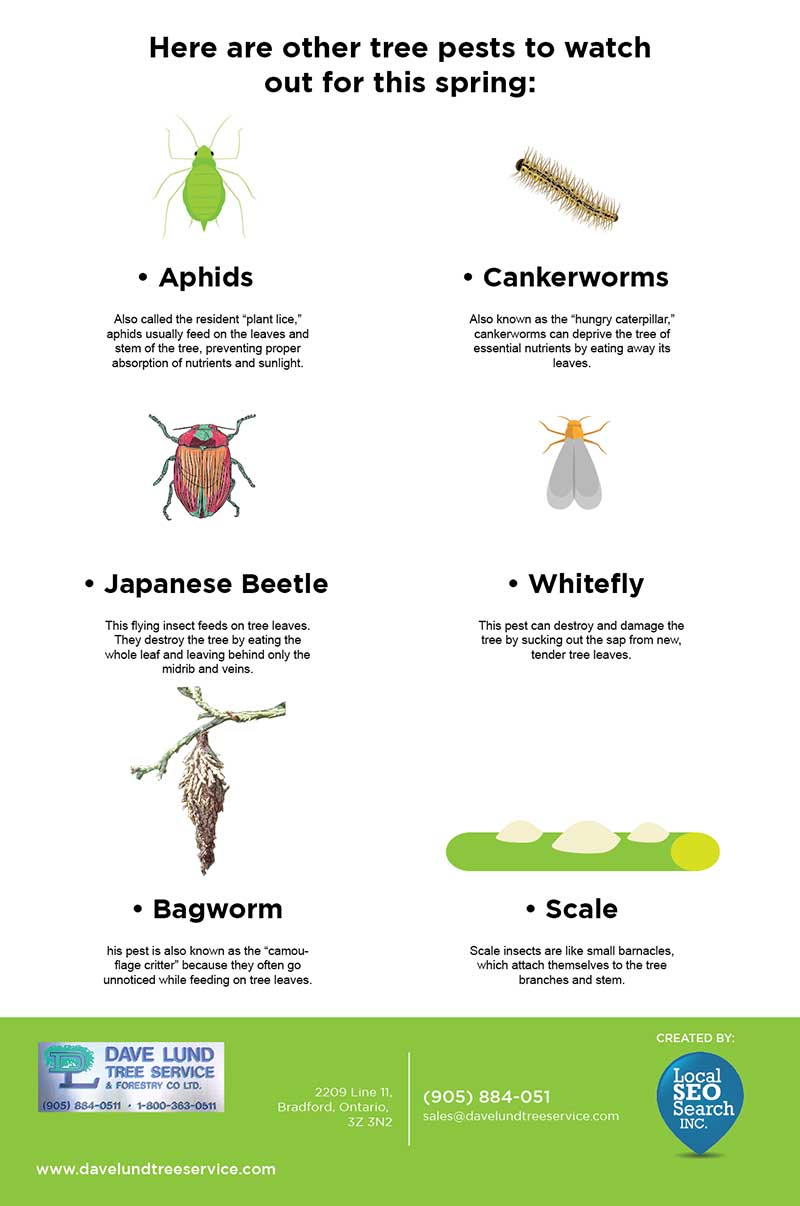 Here are other tree pests to watch out for this spring
