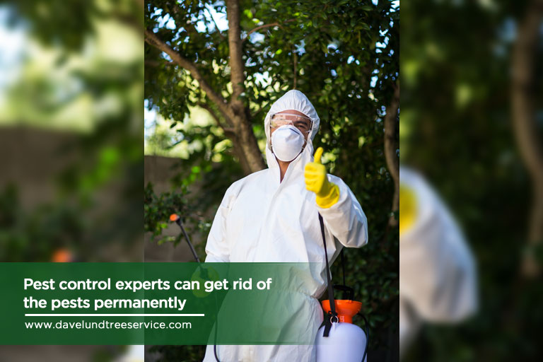 Pest control experts can get rid of the pests permanently