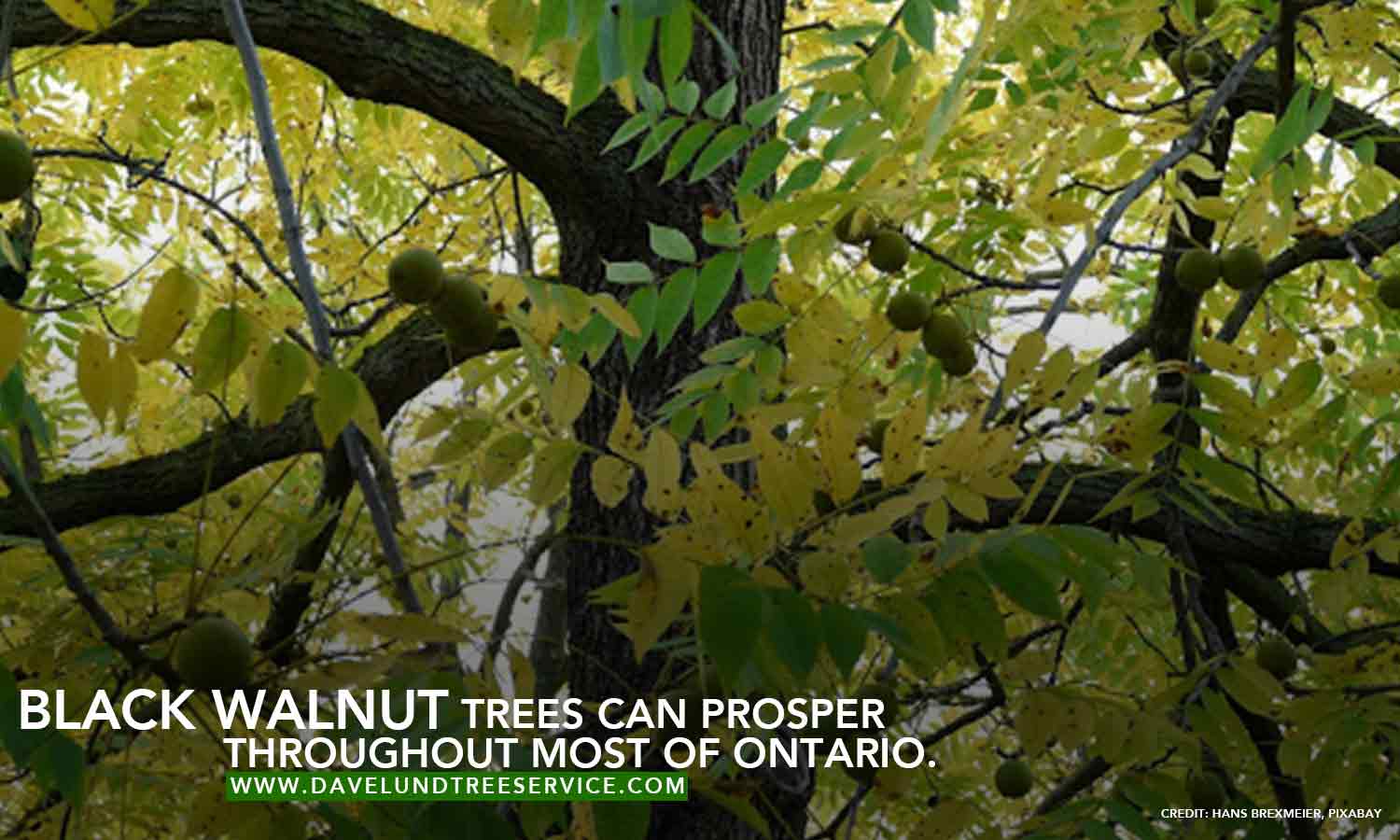 Pawpaws & Black Walnut: The Best Trees To Plant In Southwestern Ontario