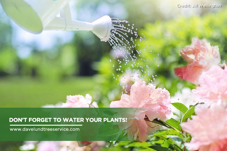Bloom What You've Planted: Your Summer Garden Checklist for Southern Ontario Davelund Tree Service