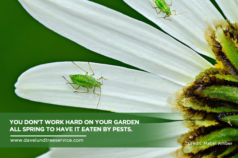 Bloom What You've Planted: Your Summer Garden Checklist for Southern Ontario Davelund Tree Service