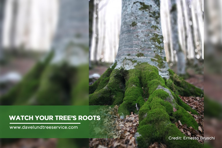 Protecting Your Trees from Storm Damage