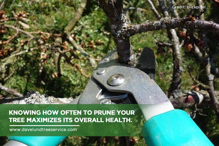 The Basics Of A Successful Fruit Tree Pruning