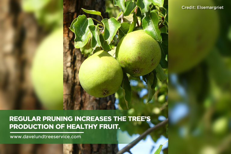 The Basics Of A Successful Fruit Tree Pruning