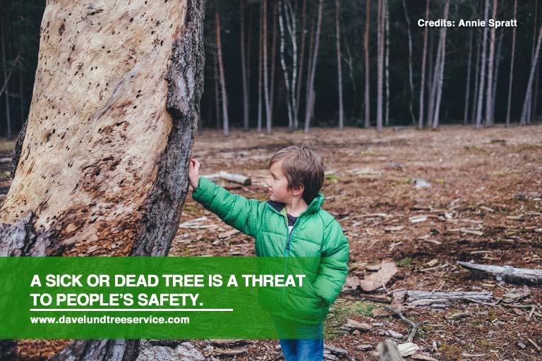What To Do With A Dying Tree
