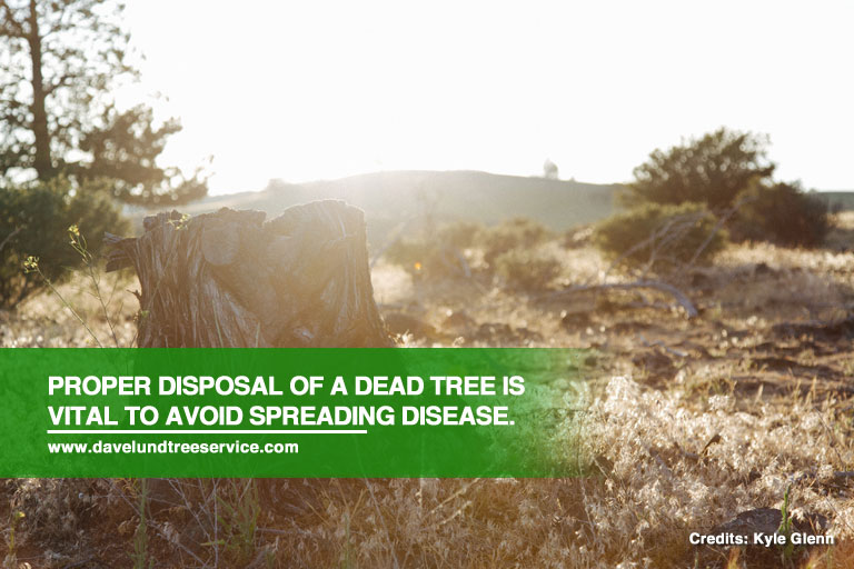 What To Do With A Dying Tree