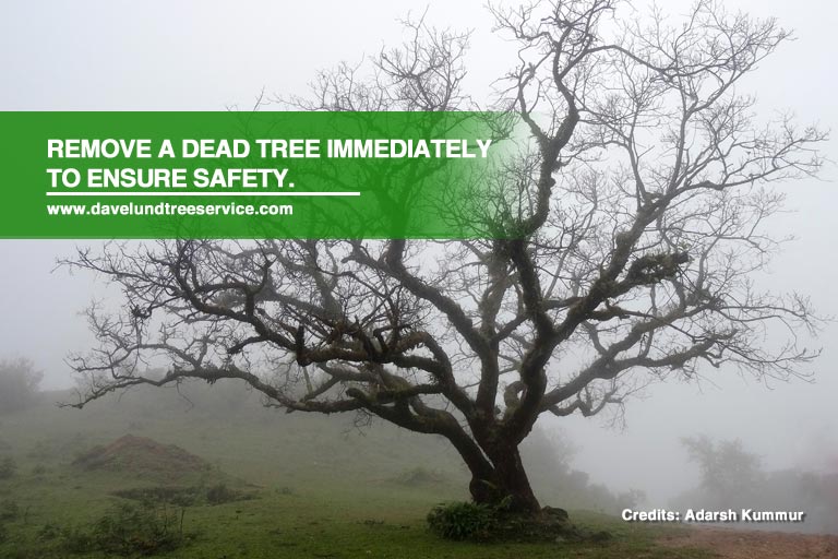 What To Do With A Dying Tree
