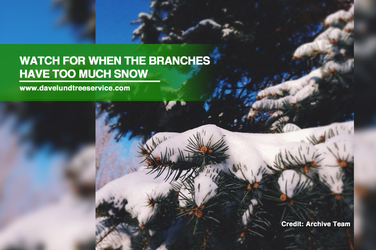 Winter Tree Care Made Easy