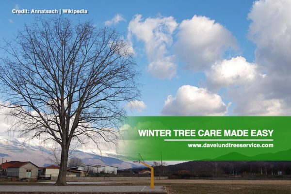 Winter Tree Care Made Easy - Dave Lund Tree Service and Forestry Co Ltd.