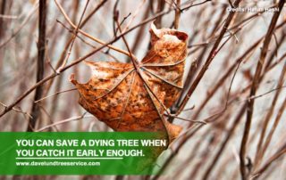 What To Do With A Dying Tree
