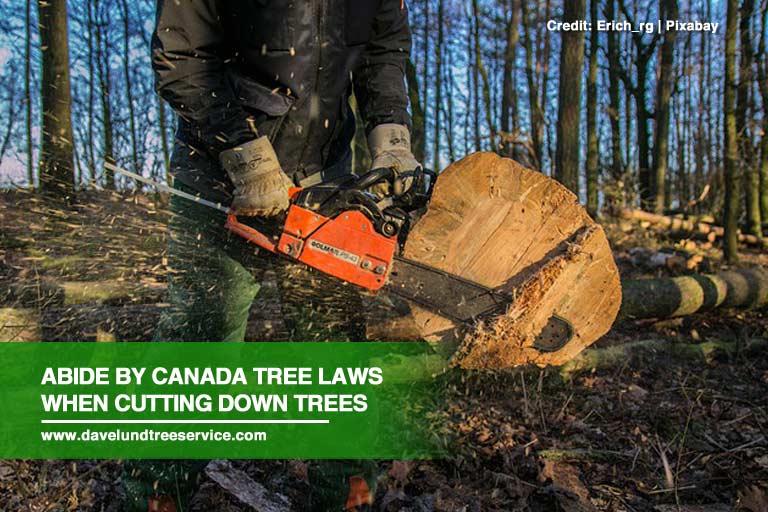 When Should I Cut Down a Tree in My Property?