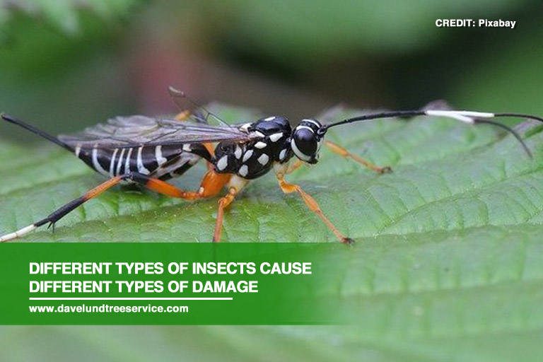 Destructive Tree Pests