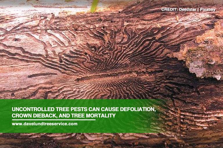 Destructive Tree Pests