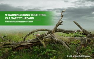 9 Warning Signs Your Tree is a Safety Hazard